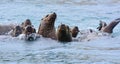 Endangered Stellar Sea Lions