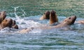 Endangered Stellar Sea Lions