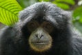 Endangered Sumatran lar gibbon Hylobates lar vestitus, in Gunung Leuser National Park, Sumatra, Indonesia.