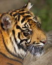 Endangered Sumatran Tiger Royalty Free Stock Photo