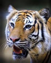 Endangered Sumatran tiger