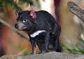 Endangered tasmanian devil Royalty Free Stock Photo