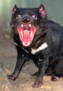 Endangered tasmanian devil Royalty Free Stock Photo