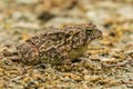 Endangered and Threatened Fowler`s Toad in dirt