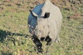 Endangered and threatened one horned indian rhinoceros rhinoceros unicornis in kaziranga national park Royalty Free Stock Photo