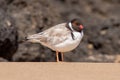 Hooded Plover in Australia