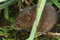 An endangered Water Vole, Arvicola amphibius, hidden in the reeds at the edge of a pond. It is feeding on water plants. Royalty Free Stock Photo