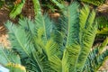 Endangered waxen cycad Encephalartos cerinus, native to South Africa - Florida, USA