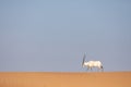 Endangered arabian oryx in desert landscape.