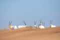 Endangered arabian oryx in desert landscape.