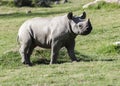 endangered white rhino Royalty Free Stock Photo