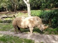 Endangered White Rhino on display at an open air zoo Royalty Free Stock Photo