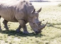 endangered white rhino