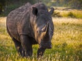 Endangered white rhino Royalty Free Stock Photo