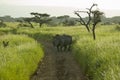 Endangered White Rhino in the middle of the road of Lewa Wildlife Conservancy, North Kenya, Africa