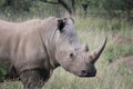 Endangered white rhino in South African bush veld.
