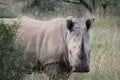 Endangered white rhino in South African bush veld. Royalty Free Stock Photo