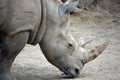 Endangered White Rhino on a warm summer day Royalty Free Stock Photo