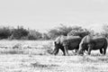 Endangered White Rhinocerous Royalty Free Stock Photo