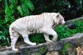 Endangered white tiger