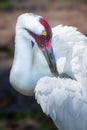 Endangered Whooping Crane Bird Portrait Royalty Free Stock Photo