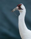 Endangered Whooping Crane, Grus americana