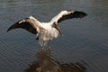 Endangered Wood Stork Royalty Free Stock Photo