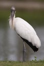 Endangered Wood Stork