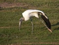 Endangered Wood Stork Royalty Free Stock Photo