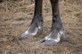 Endangered woodland caribou hooves on grass Royalty Free Stock Photo