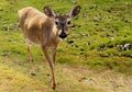 Endangered Young Key Deer Doe Royalty Free Stock Photo