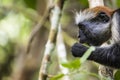 Endangered Zanzibar red colobus monkey (Procolobus kirkii), Jozani forest, Zanzibar Royalty Free Stock Photo