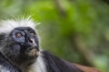 Endangered Zanzibar red colobus monkey (Procolobus kirkii), Jozani forest, Zanzibar Royalty Free Stock Photo