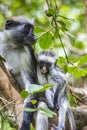 Endangered Zanzibar red colobus monkey (Procolobus kirkii), Jozani forest, Zanzibar Royalty Free Stock Photo