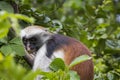 Endangered Zanzibar red colobus monkey (Procolobus kirkii), Jozani forest, Zanzibar Royalty Free Stock Photo