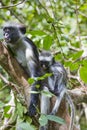 Endangered Zanzibar red colobus monkey (Procolobus kirkii), Jozani forest, Zanzibar Royalty Free Stock Photo