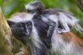 Endangered Zanzibar red colobus monkey (Procolobus kirkii), Jozani forest, Zanzibar Royalty Free Stock Photo