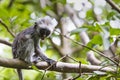 Endangered Zanzibar red colobus monkey (Procolobus kirkii), Jozani forest, Zanzibar Royalty Free Stock Photo