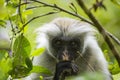 Endangered Zanzibar red colobus monkey (Procolobus kirkii), Jozani forest, Zanzibar Royalty Free Stock Photo