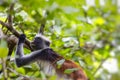Endangered Zanzibar red colobus monkey Procolobus kirkii, Joza Royalty Free Stock Photo