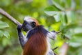 Endangered Zanzibar red colobus monkey Procolobus kirkii, Joza Royalty Free Stock Photo