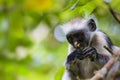 Endangered Zanzibar red colobus monkey Procolobus kirkii, Joza Royalty Free Stock Photo