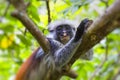 Endangered Zanzibar red colobus monkey Procolobus kirkii, Joza Royalty Free Stock Photo