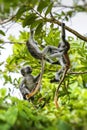 Endangered Zanzibar red colobus monkey Procolobus kirkii, Joza Royalty Free Stock Photo