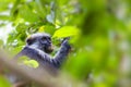 Endangered Zanzibar red colobus monkey Procolobus kirkii, Joza Royalty Free Stock Photo