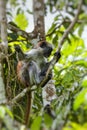 Endangered Zanzibar red colobus monkey Procolobus kirkii, Joza Royalty Free Stock Photo