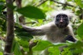 Red Colobus monkey Procolobus kirkii, Jozani forest, Zanzibar Royalty Free Stock Photo