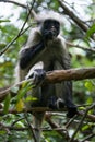 Red Colobus monkey, Jozani forest, Zanzibar Royalty Free Stock Photo