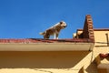 Endangerment of domestic animal - rooftop dog