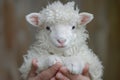Endearing Anthropomorphic baby sheep. Generate Ai